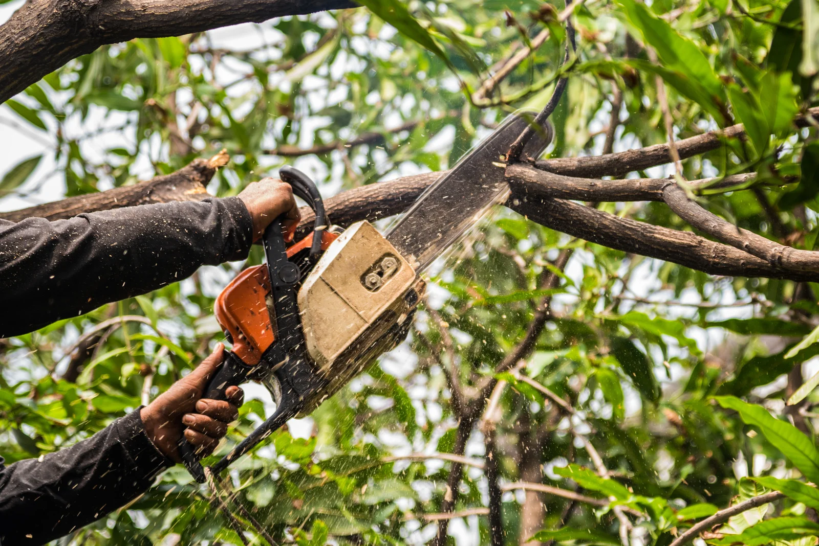 Tree Service Near Me in Deer Park